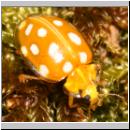 Halyzia sedecimguttata - Sechzehnfleckige Marienkaefer 03.jpg